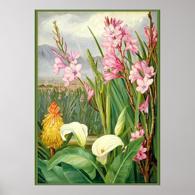 North - Beauties of the Swamps, botanical art Poster (Front)