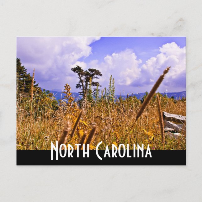 north carolina postcard (Front)