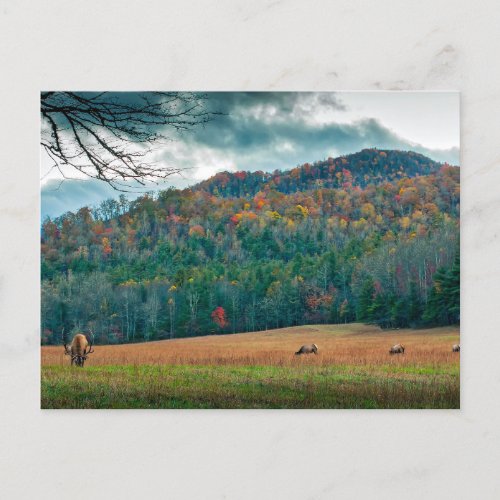 North Carolina scenic meadow with elk Postcard