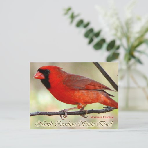 North Carolina State Bird - Northern Cardinal Postcard | Zazzle