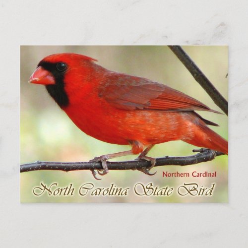 North Carolina State Bird _ Northern Cardinal Postcard