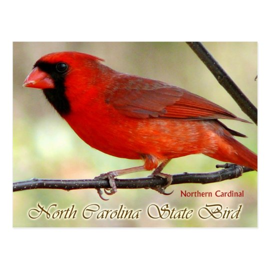 North Carolina State Bird Northern Cardinal Postcard