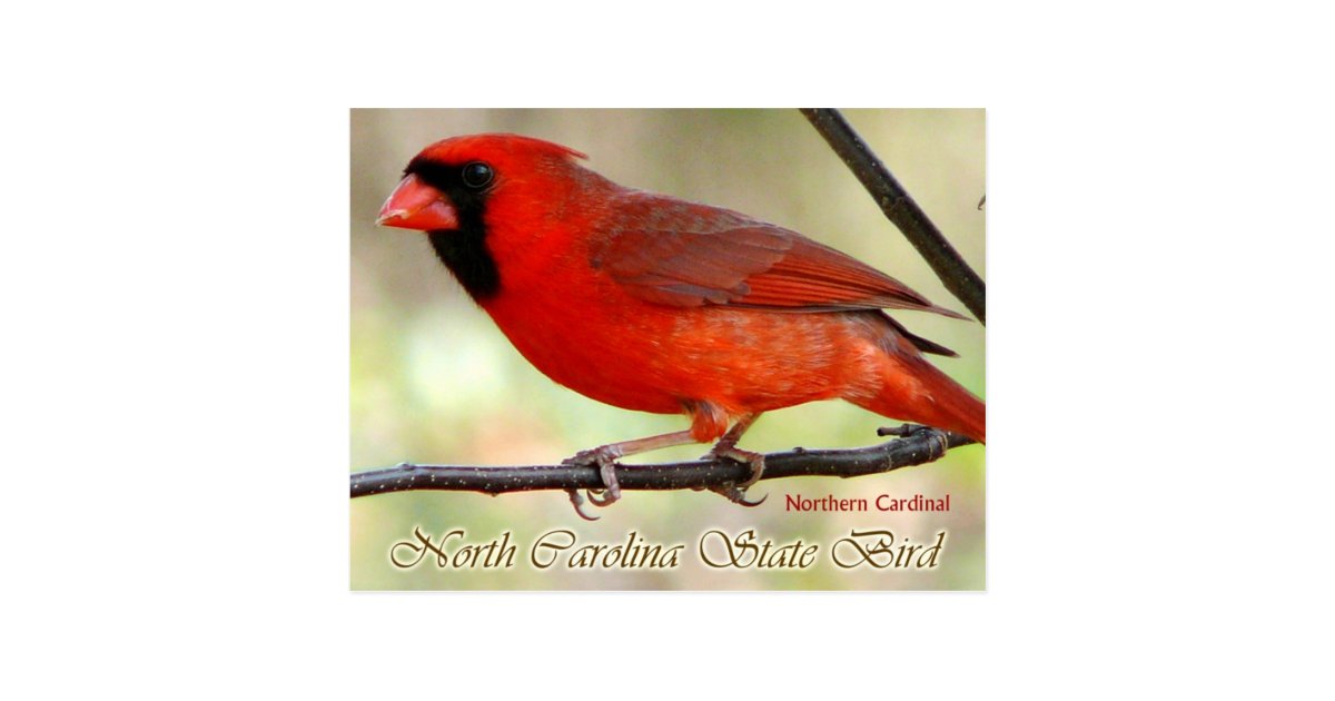 north carolina state bird northern cardinal postcard zazzlecom