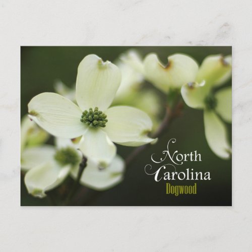North Carolina State Flower Flowering Dogwood Postcard