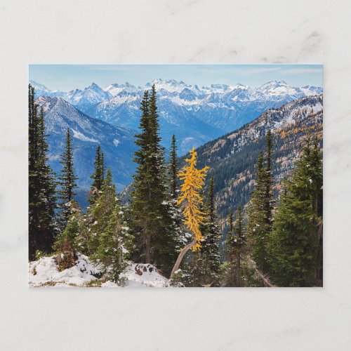 North Cascade Mountains Wenatchee National Forest Postcard