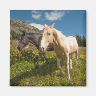 North Cascades National Park Magnet