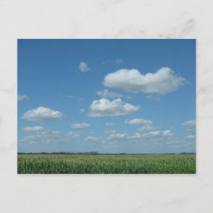 North Dakota Corn Field Postcard