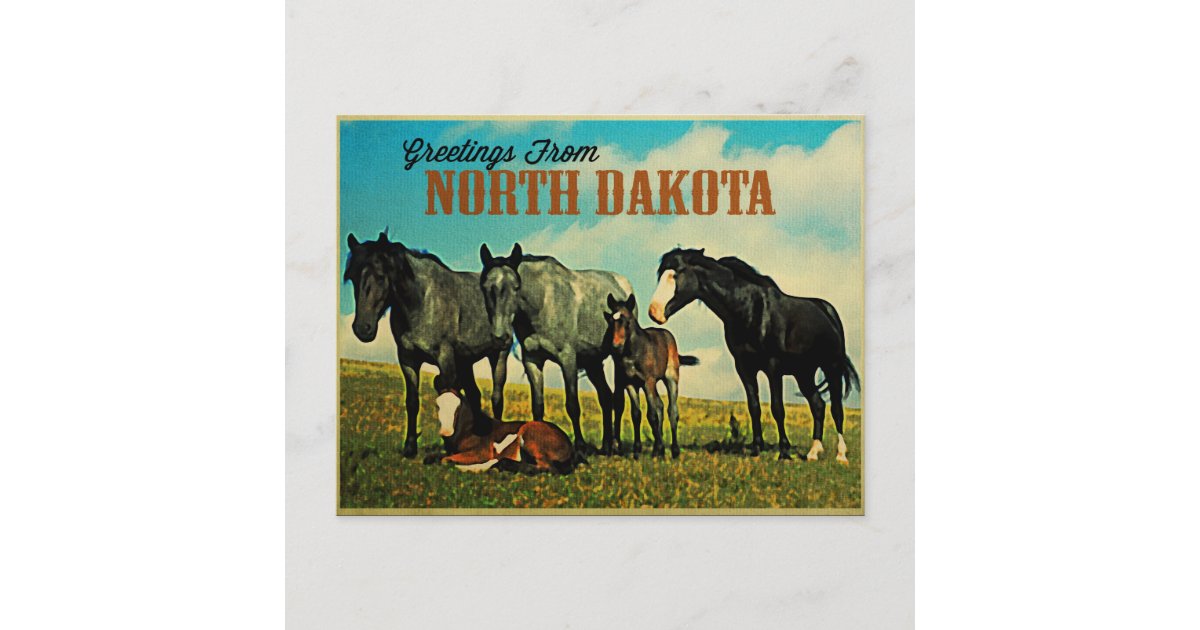 North Dakota Nokota Horses Postcard Zazzle