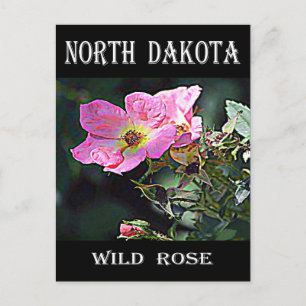 North Dakota Wild Rose Postcard