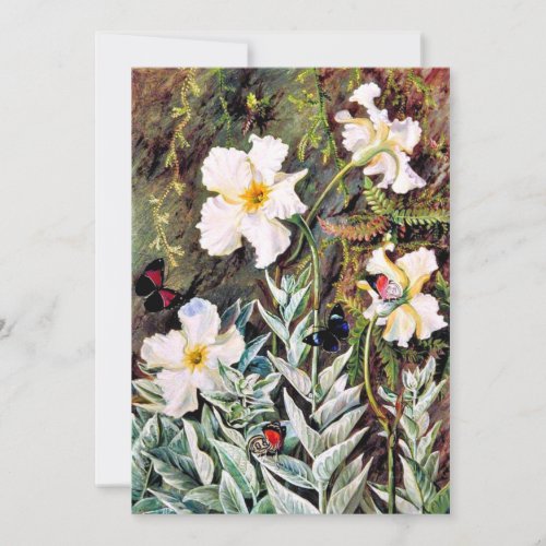 North _ Flannel flower of Casa Branca Butterflies Card