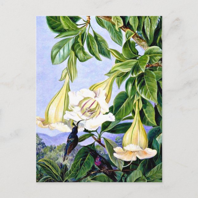 North - Foliage and Flowers of a tropical American Postcard (Front)