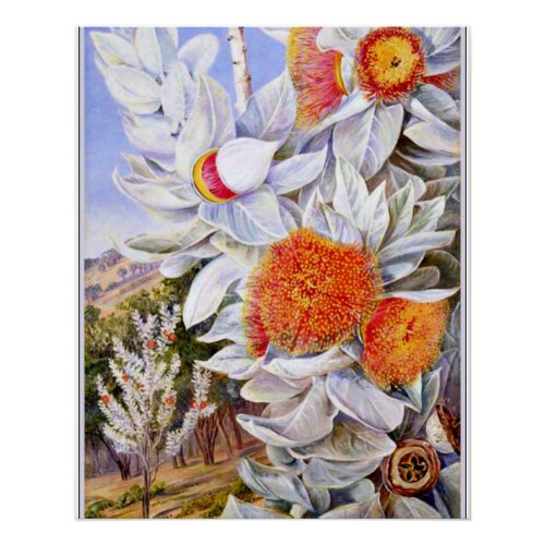 North _ Foliage flowers and seed vessels  Poster