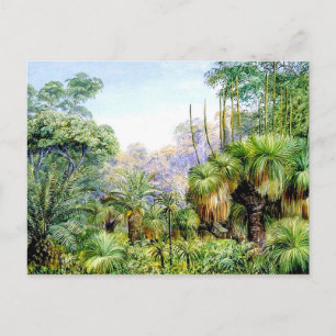 North - Forest Scene in West Australia Postcard