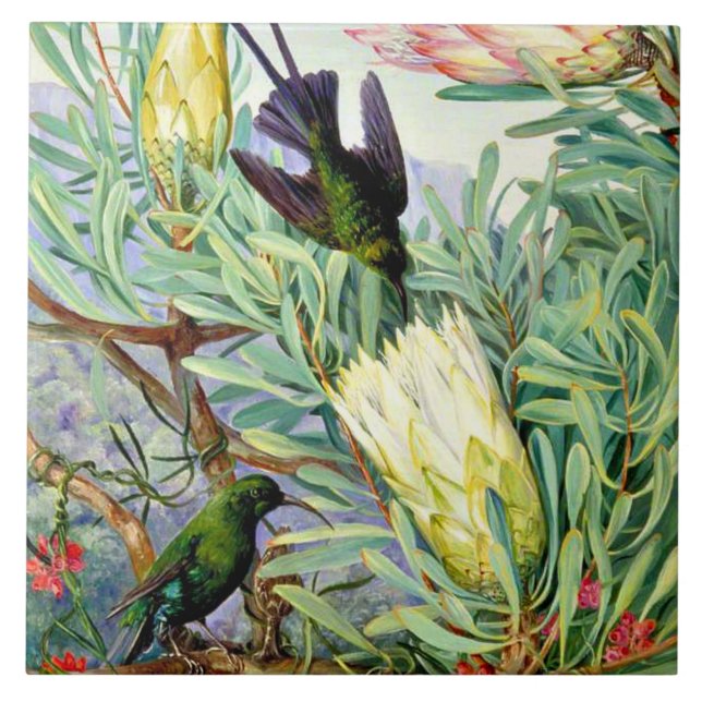 North - Honeyflowers and Honeysuckers  Ceramic Tile (Front)