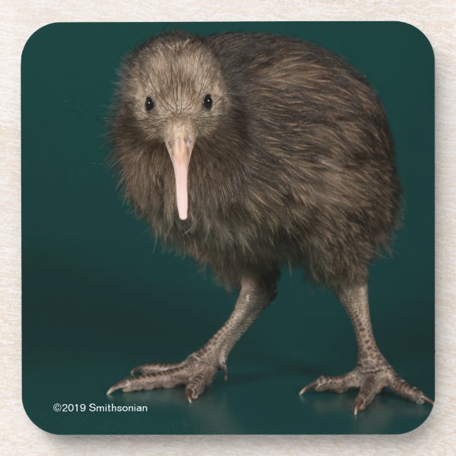 North Island Brown Kiwi Beverage Coaster (Front)