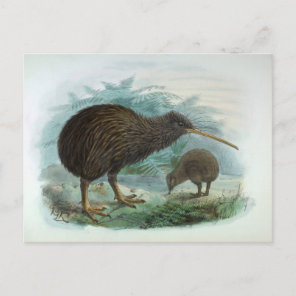 North Island Brown Kiwi Vintage Bird Illustration Postcard
