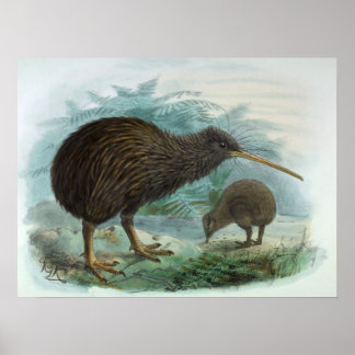 North Island Brown Kiwi Vintage Bird Illustration Poster