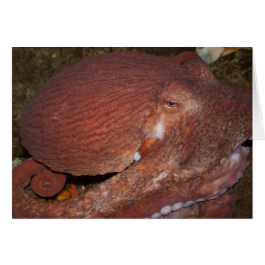 North Pacific Giant Octopus Cards (Front Horizontal)