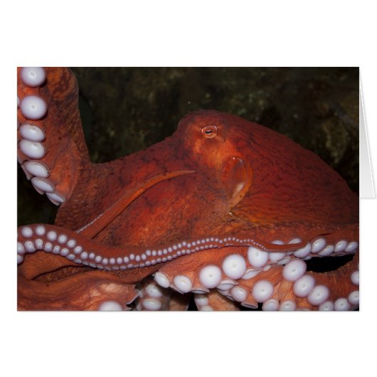 North Pacific Octopus Cards (Front Horizontal)