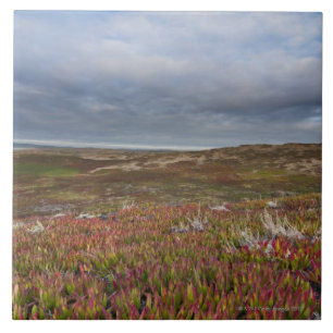 North San Francisco 2 Point Reyes National Ceramic Tile