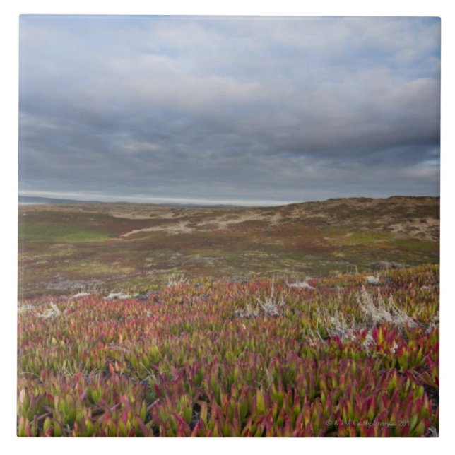 North San Francisco 2 Point Reyes National Ceramic Tile (Front)