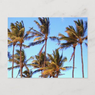 North Shore Palms Postcard