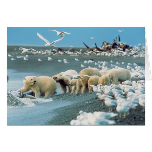 North Slope, Alaska. Polar Bears Ursus (Front Horizontal)