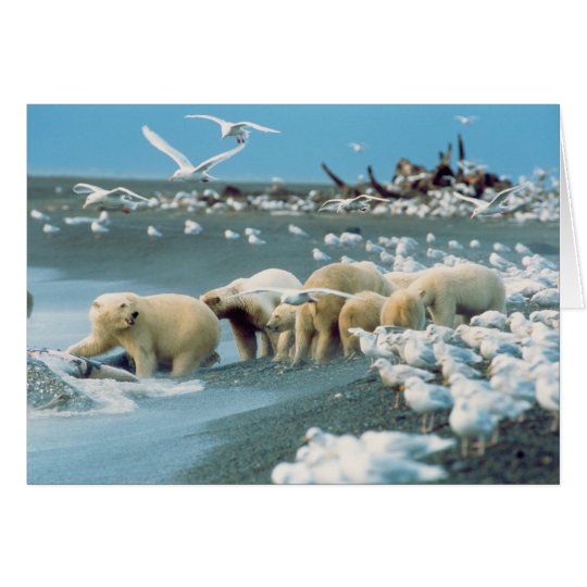 North Slope, Alaska. Polar Bears Ursus Card