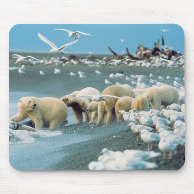 North Slope, Alaska. Polar Bears Ursus Mouse Pad (Front)