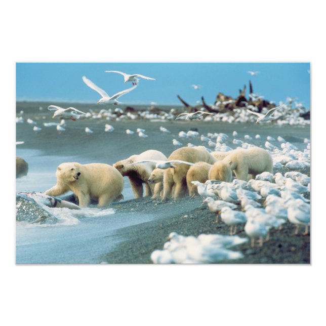 North Slope, Alaska. Polar Bears Ursus Photo Print (Front)