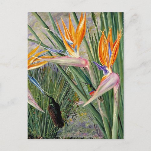 North _ Strelitzia and Sugar Birds South Africa  Postcard