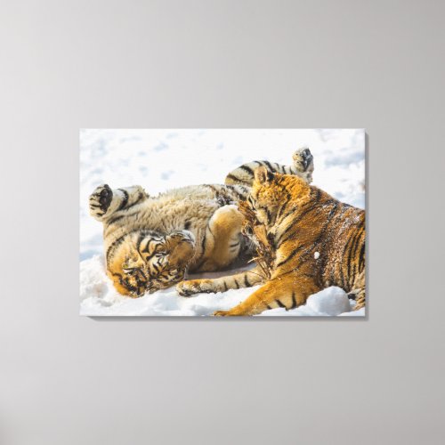 Northeast Tiger Canvas Print