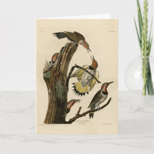 Norther Flicker from Audubon's Birds of America  Card