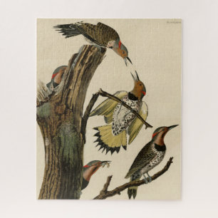 Norther Flicker from Audubon's Birds of America Jigsaw Puzzle