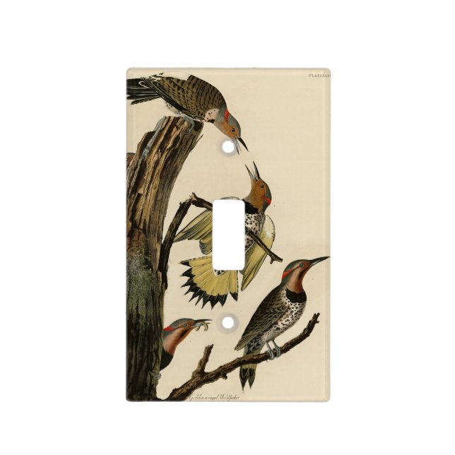 Norther Flicker from Audubon's Birds of America  Light Switch Cover (Front)