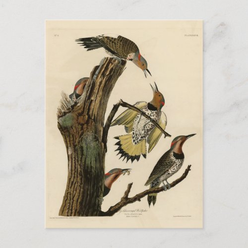 Norther Flicker from Audubons Birds of America  Postcard