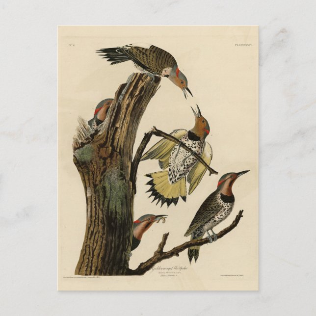 Norther Flicker from Audubon's Birds of America  Postcard (Front)