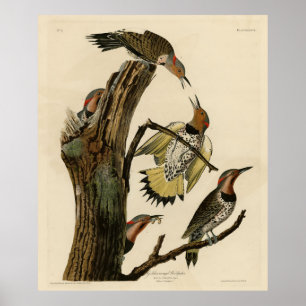 Norther Flicker from Audubon's Birds of America  Poster
