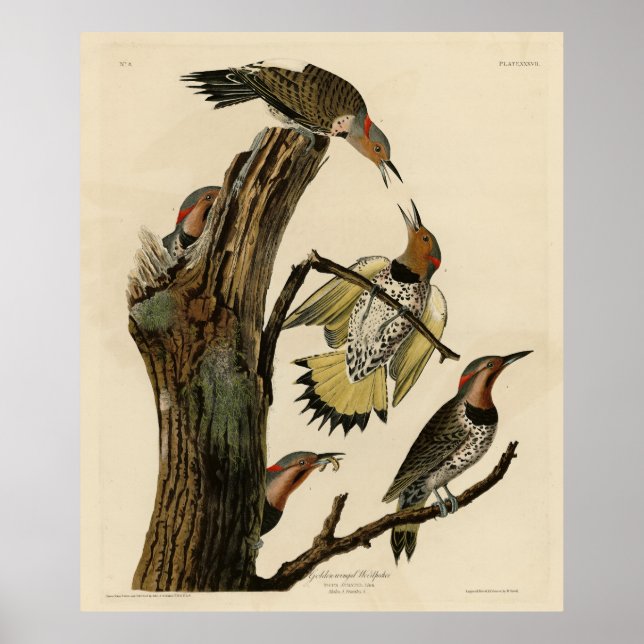 Norther Flicker from Audubon's Birds of America  Poster (Front)
