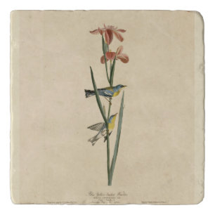 Norther Parula from Audubon's Birds of America Trivet