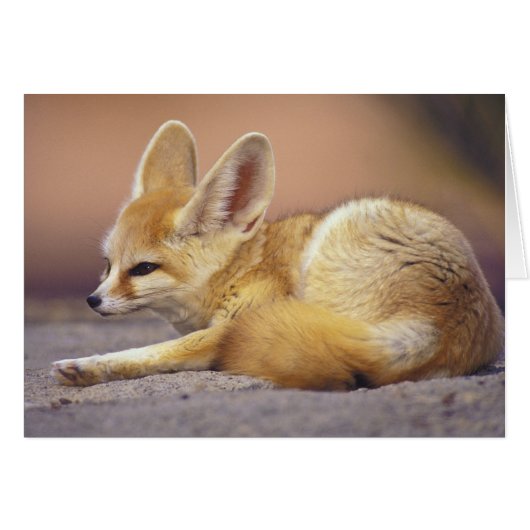 Northern Africa. Fennec Fennecus zerda) Cards (Front Horizontal)