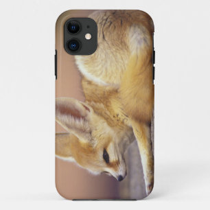 Northern Africa. Fennec Fennecus zerda) iPhone 11 Case