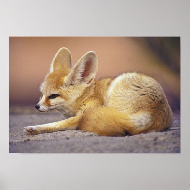 Northern Africa. Fennec Fennecus zerda) Poster (Front)