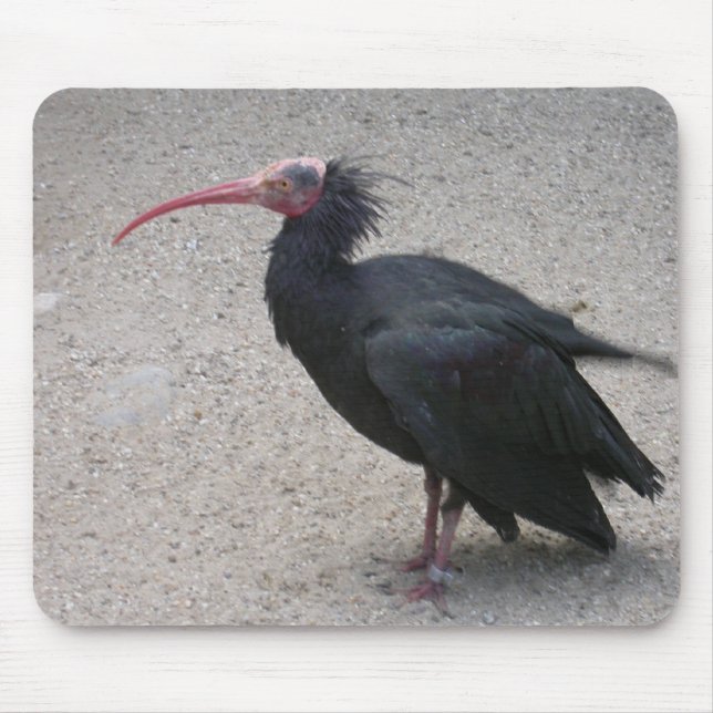 Northern Bald Ibis Mouse Pad (Front)