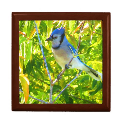 Northern Blue Jay Birds Nature Make It Your Own Gift Box