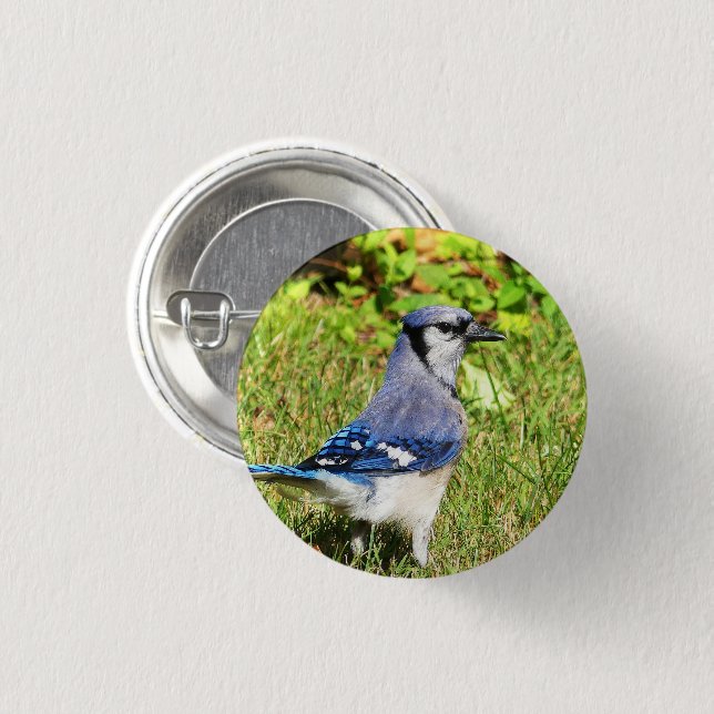 Northern Blue Jay Button (Front & Back)