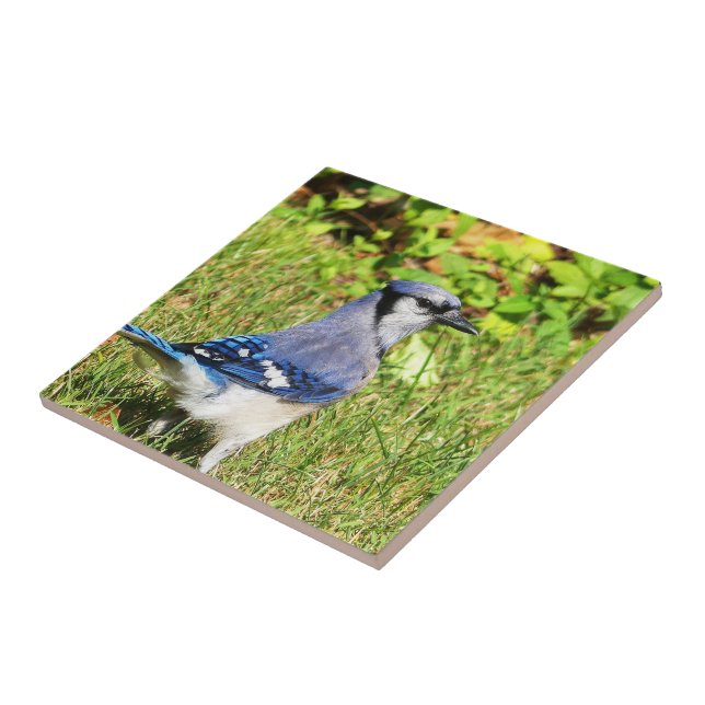 Northern Blue Jay Ceramic Tile (Side)