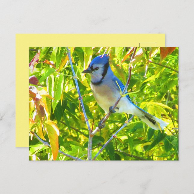 Northern Blue Jay in Tree Nature Custom Postcard (Front/Back)