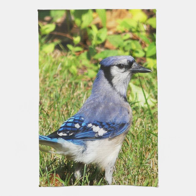 Northern Blue Jay Kitchen Towel (Vertical)