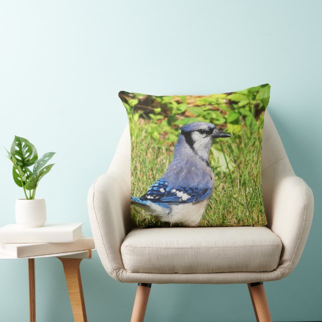Northern Blue Jay Throw Pillow (Chair)